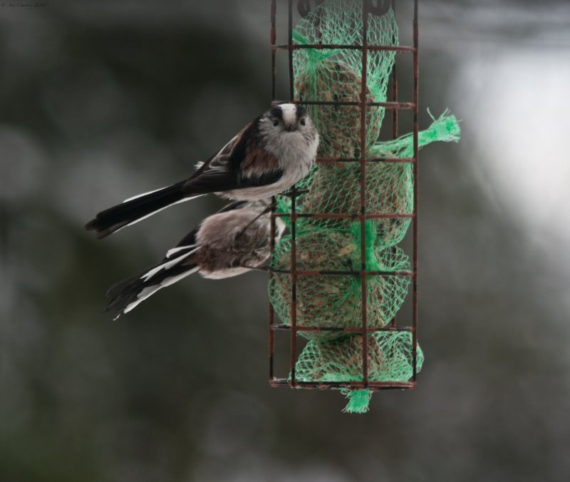 Long Tailed Tits