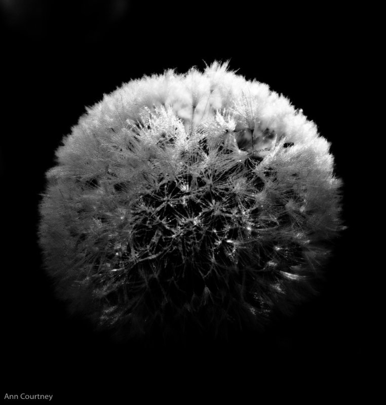 B & W dandelion.