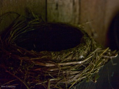 Carefully crafted - A Blackbirds Nest.