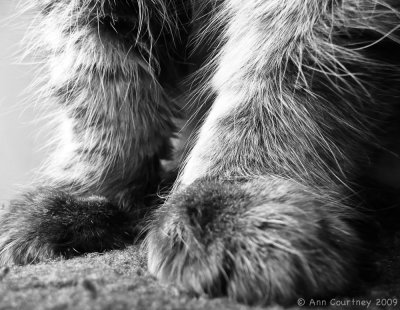  Furry Feet