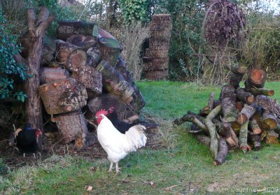 Chickens in the Wood Pile