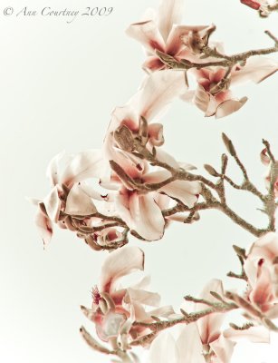 Magnolia