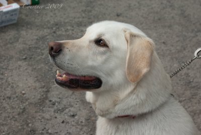 Archie