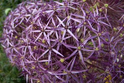 Allium cristophii