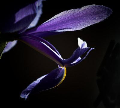 In the light