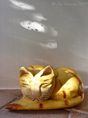 Cat in the Sun