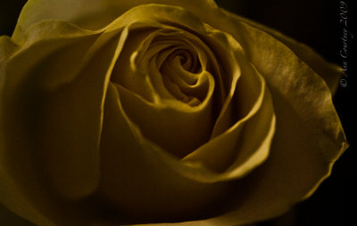 Yellow Rose