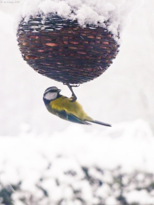 Blue Tit