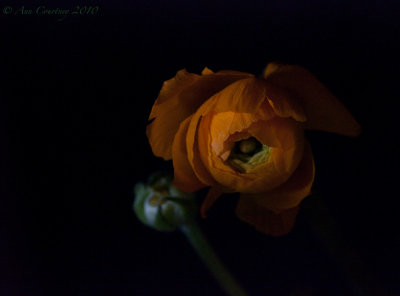 Bud