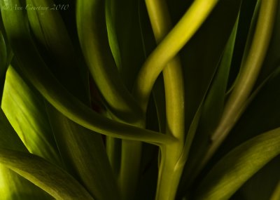 Stems