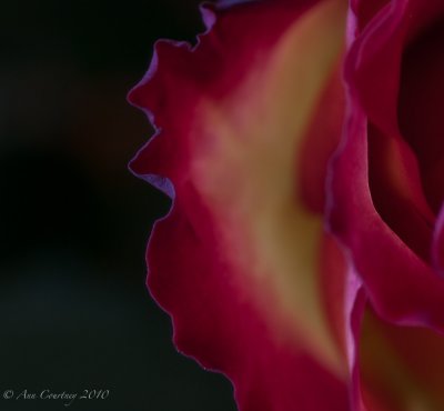 Blush