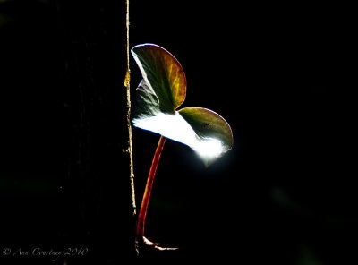  A touch of light
