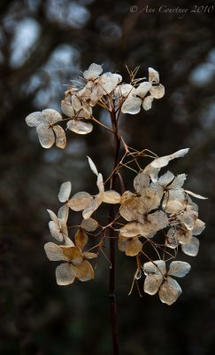 Remains