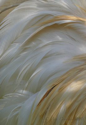 Feathers