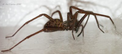 Incy Wincy...
