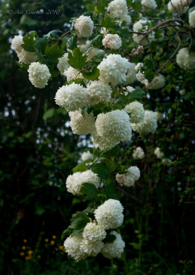 Viburnum