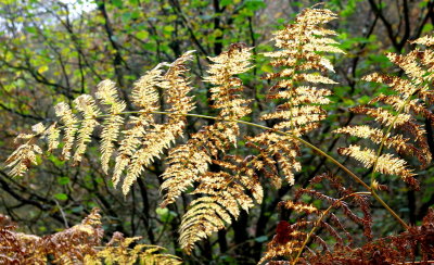 Gold leaf
