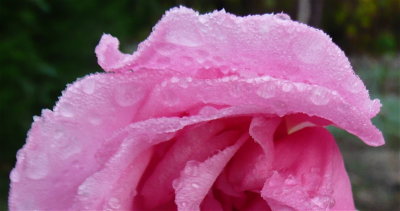 Ice rose