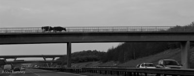 Overhead Cows.