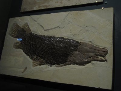FishFossil.JPG