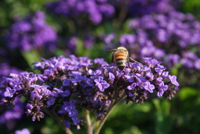 Bee2.JPG