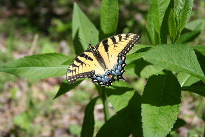 Butterfly.JPG