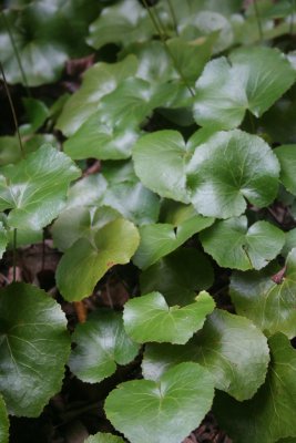GreenLeaves2.JPG