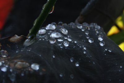 LeafDrops.JPG