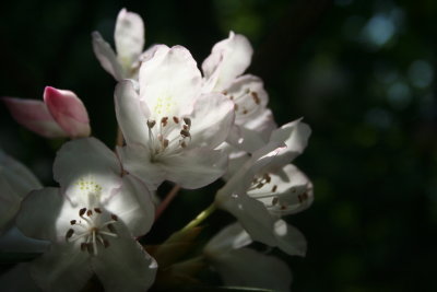 MtnLaurel4.JPG