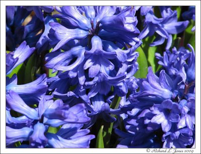 Hyacinth 1.jpg