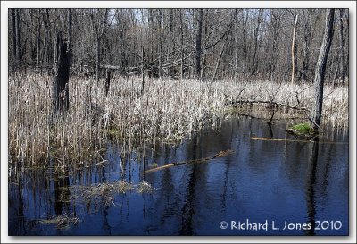 Baehre Swamp 2010 013.jpg