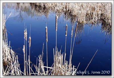 Baehre Swamp 2010 021.jpg