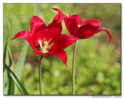 Red Parrot Tulip.jpg