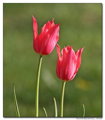 Red Parrot Tulip 2.jpg