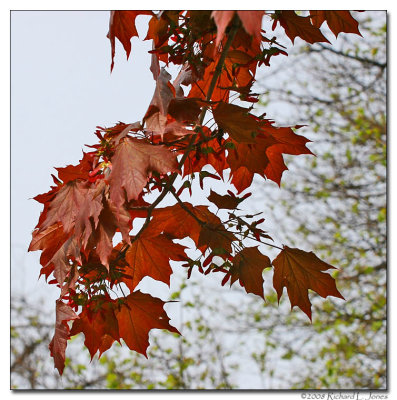 Red Maple Leaves.jpg