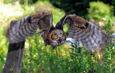 Great Horned Owl_9205.jpg