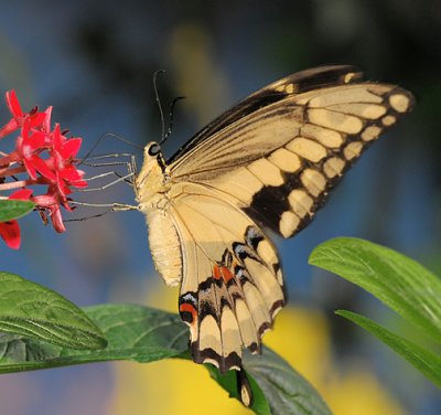 Yellow Swallowtail_5954.jpg