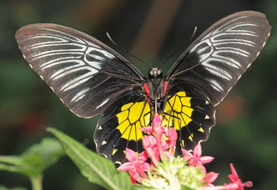 Scarlet Swallowtail_8966.jpg