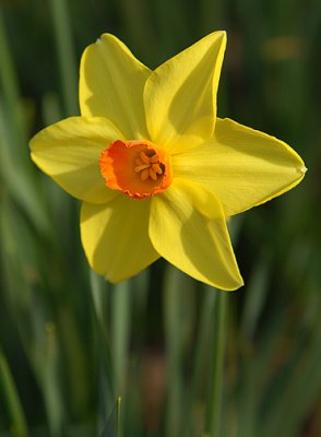 Daffodil_4260.jpg