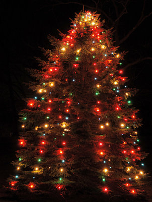 Christmas Tree_8495.jpg