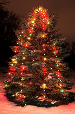 Christmas Tree_8556.jpg