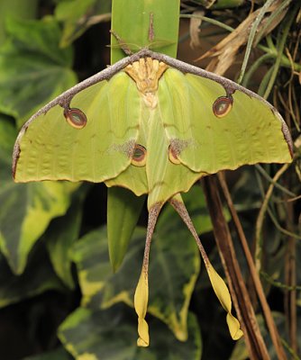 African Moon Moth_0368.jpg