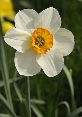Fancy Daffodil_4868.jpg