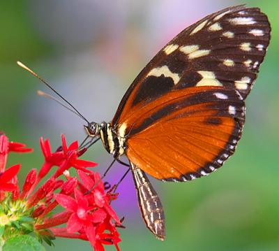 Hecale Longwing_0297.jpg