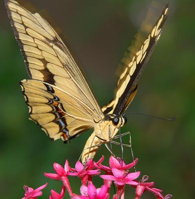 Yellow Tiger Swallowtail_1539.jpg