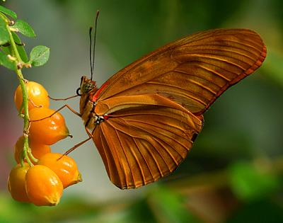 Sitting on Berries_1998.jpg