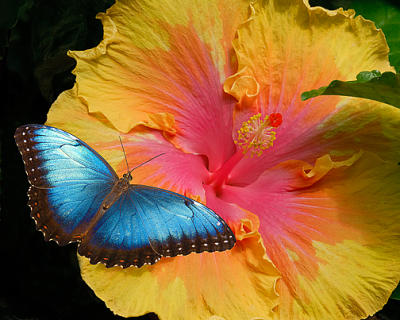 Blue Morpho on Hibiscus.jpg