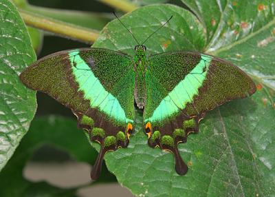 Emerald Swallowtail_2589.jpg
