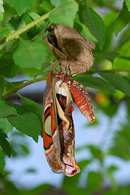 Atlas Moth Hatching_2637.jpg
