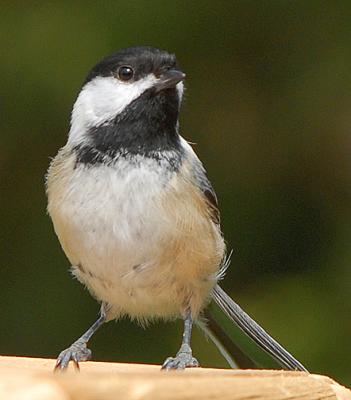 Chickadee_4706.jpg